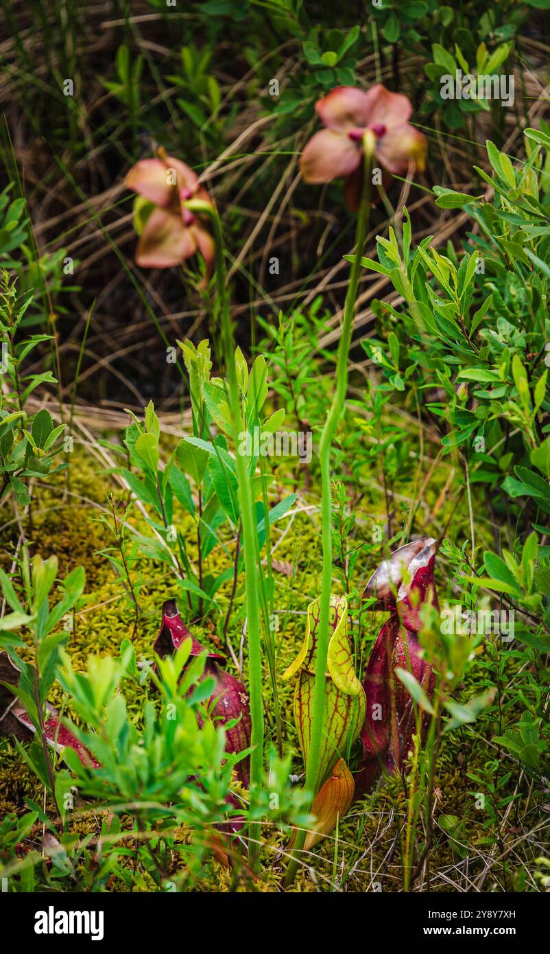 Parc national de la Mauricie, Québec, Canada Banque D'Images