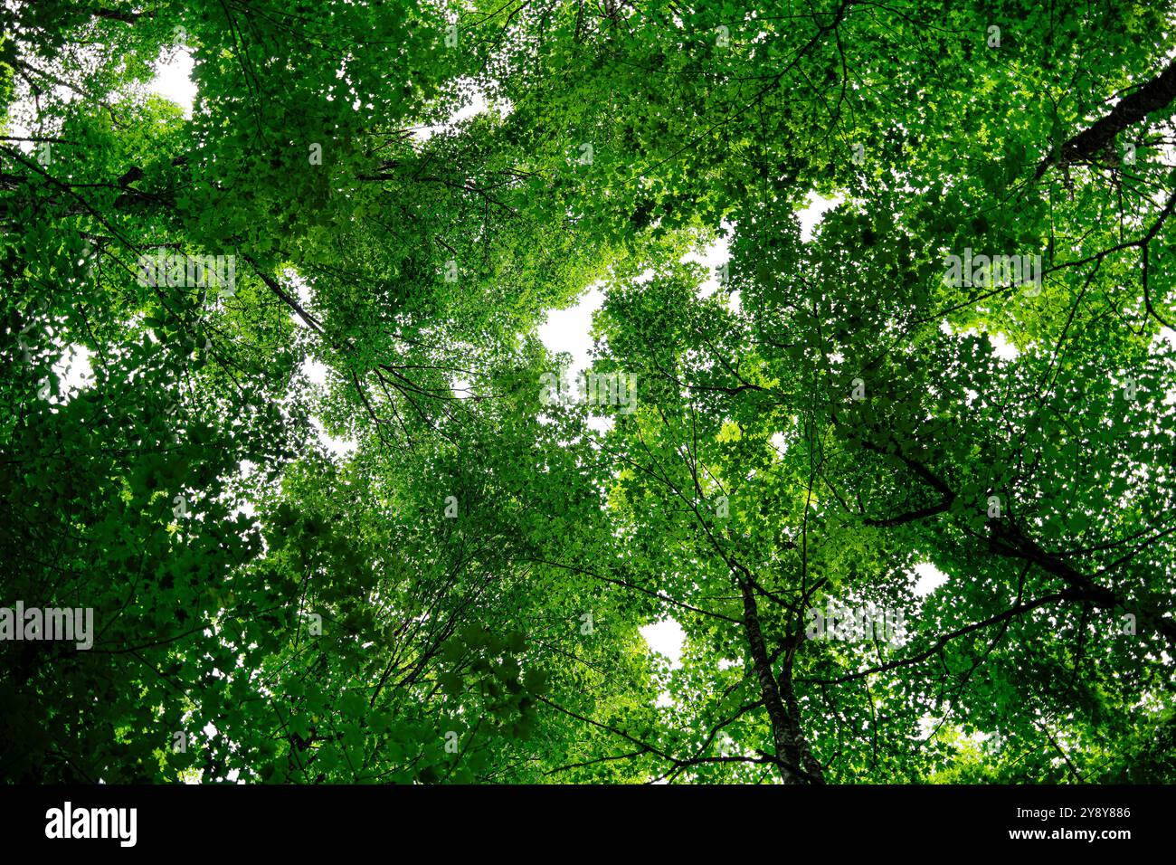 Parc national de la Mauricie, Québec, Canada Banque D'Images