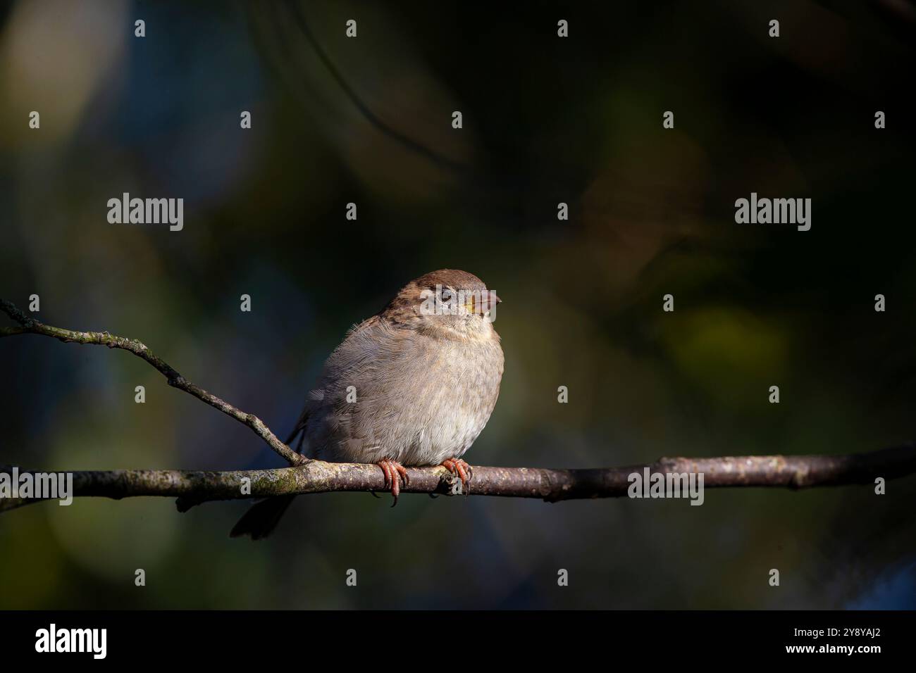 Vue latérale d'un oiseau moineau perché sur une branche en plein soleil. Banque D'Images