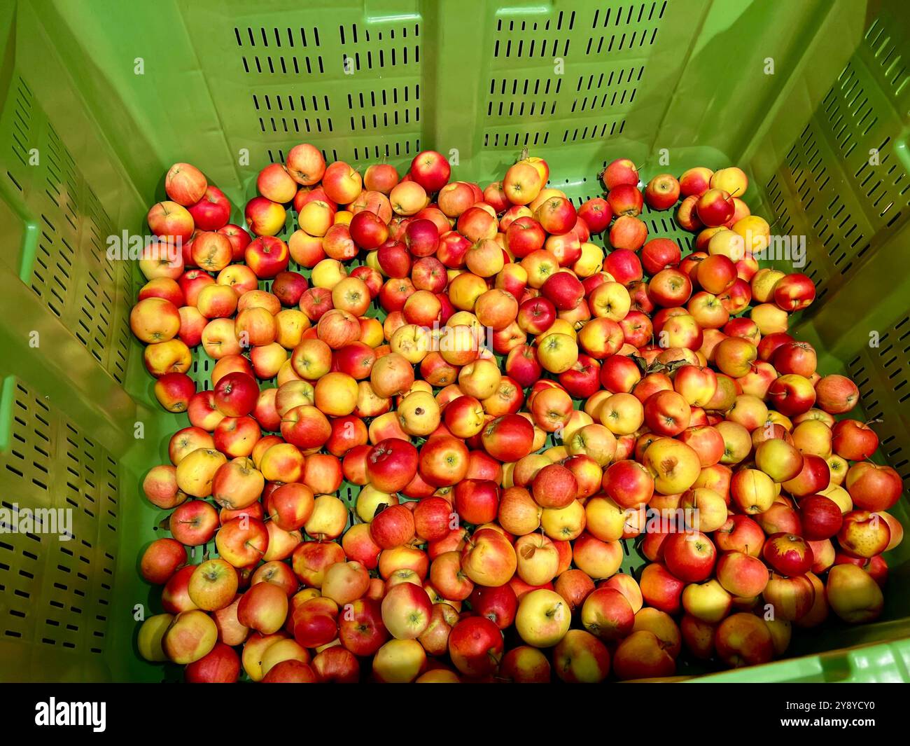 Beaucoup de pommes dans une grande boîte au supermarché. Acheter et vendre des fruits dans le magasin. Une grande récolte de pommes. Récolte, fête de la récolte. Haute d - Image de stock capturée avec un smartphone