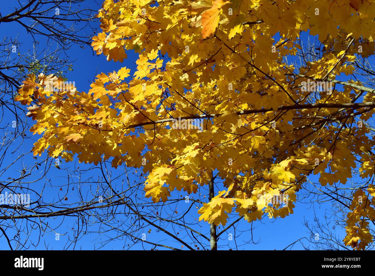 Feuillage d'automne de l'érable norvégien (Acer platanoides). Banque D'Images