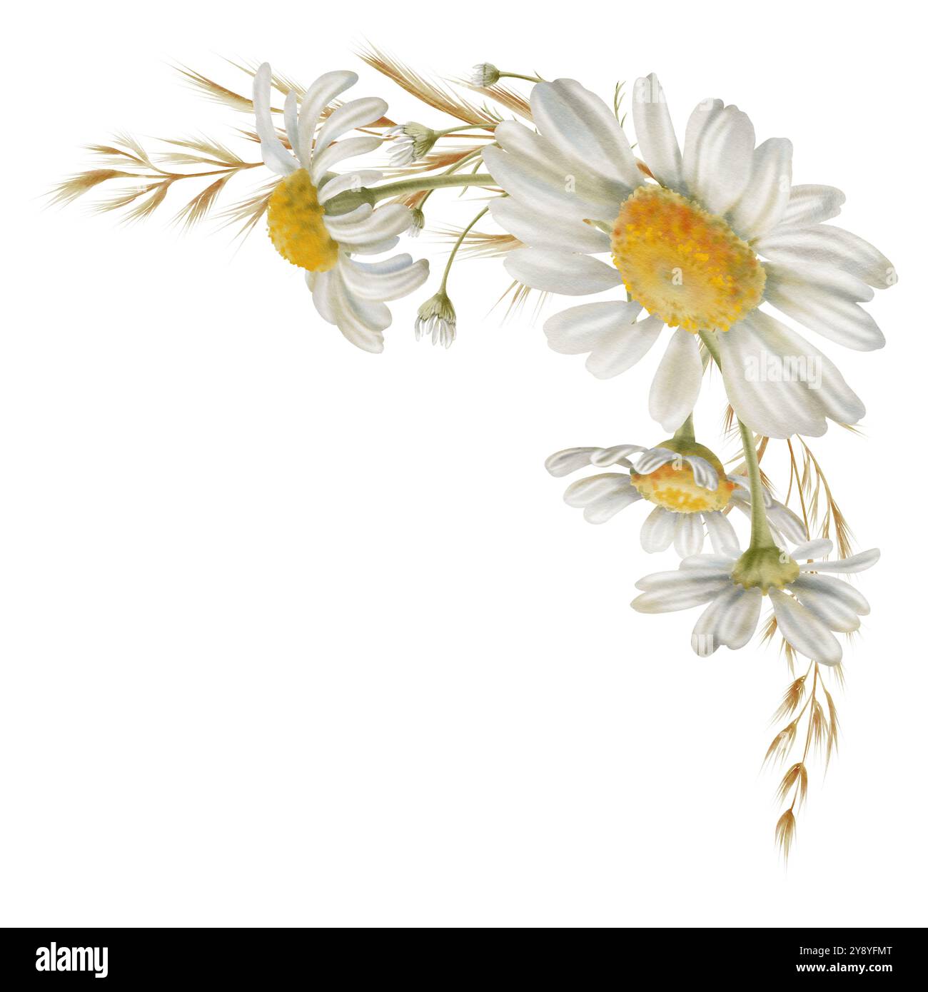 Élément de cadre d'angle de fleurs de marguerites blanches bourgeons, fleurs séchées comme symbole de pureté, innocence, amour, fidélité. Clipart aquarelle sur transparent Banque D'Images