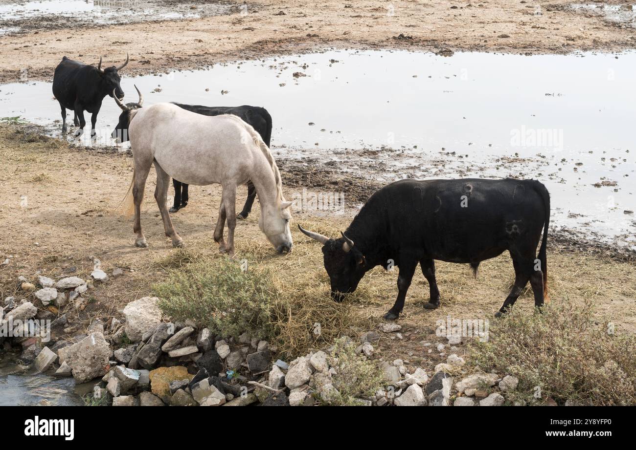 Taureaux noirs et cheval blanc au bord du petit Rhône en Camargue. Banque D'Images