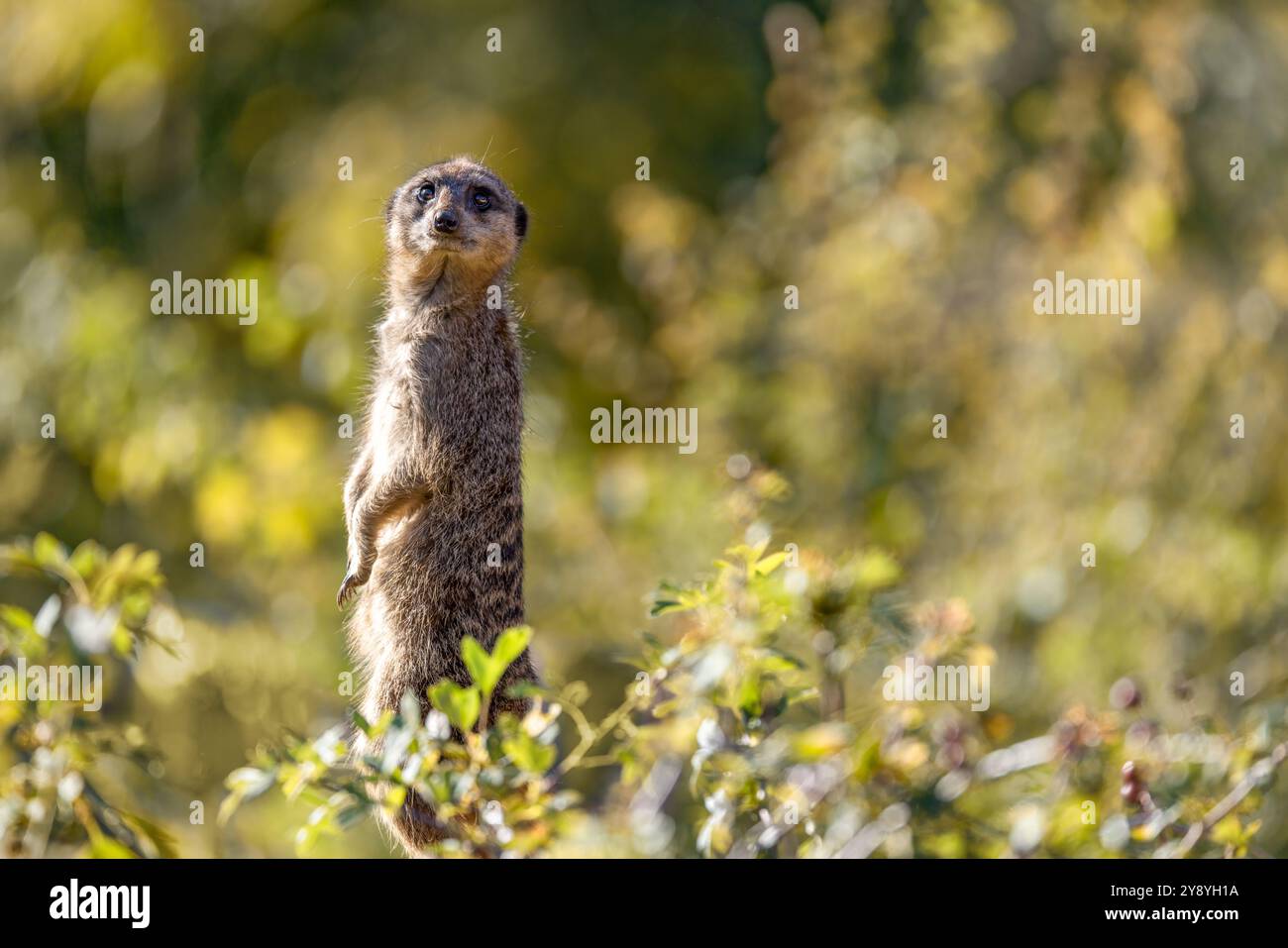 Une suricata suricata suricata se dresse debout sur fond de feuilles d'automne vibrantes, scrutant son environnement avec une vive curiosité Banque D'Images