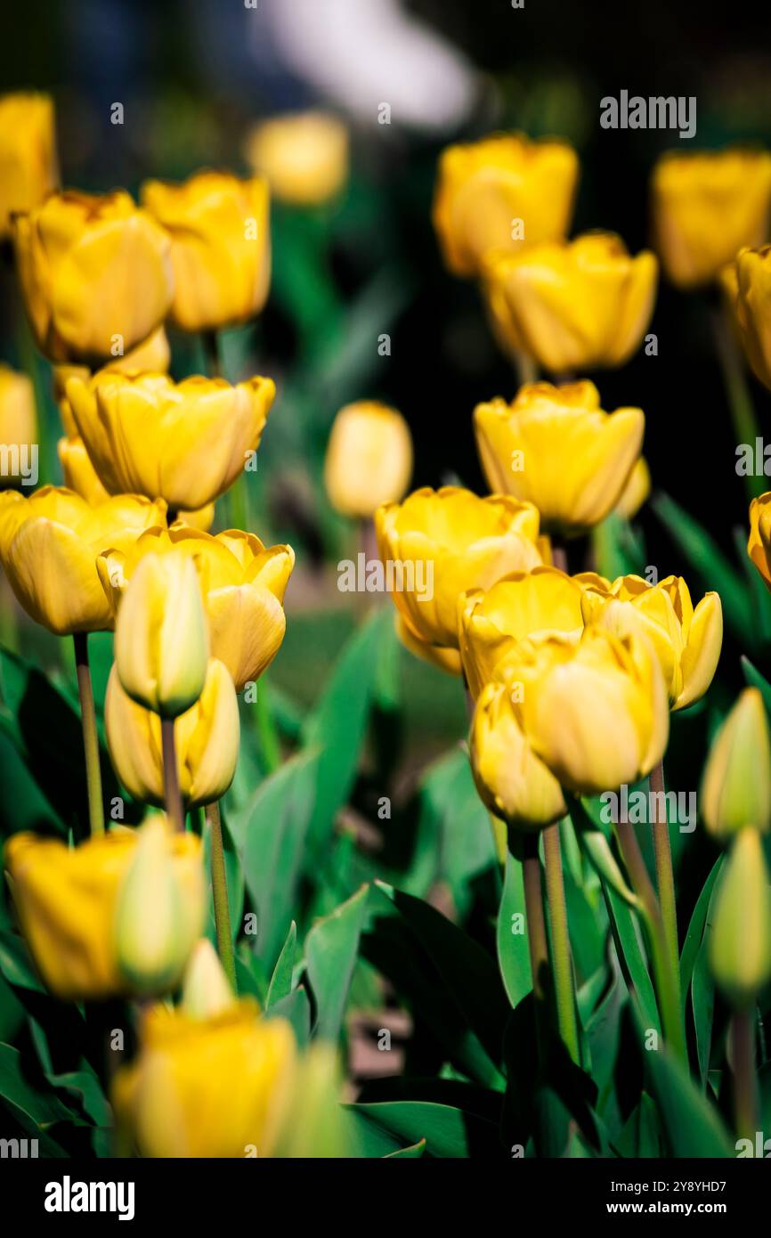 Champs de tulipes jaunes dans les jardins de Villa Taranto au lac majeur, Italie Banque D'Images