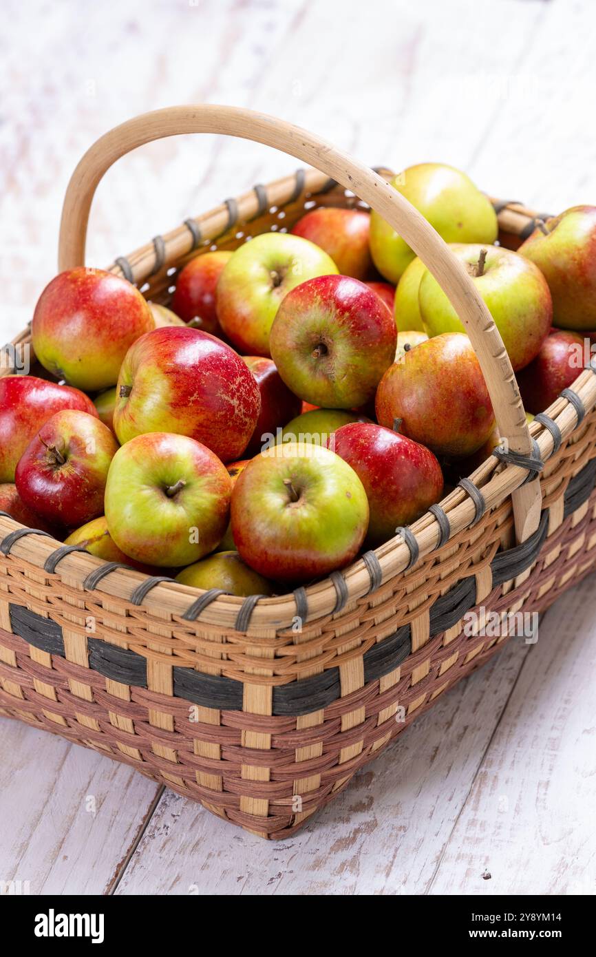 Un panier de saule plein de pommes fraîchement cueillies Banque D'Images