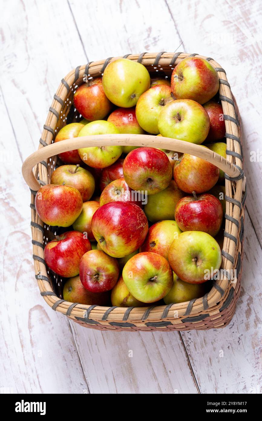 Un panier de saule plein de pommes fraîchement cueillies Banque D'Images