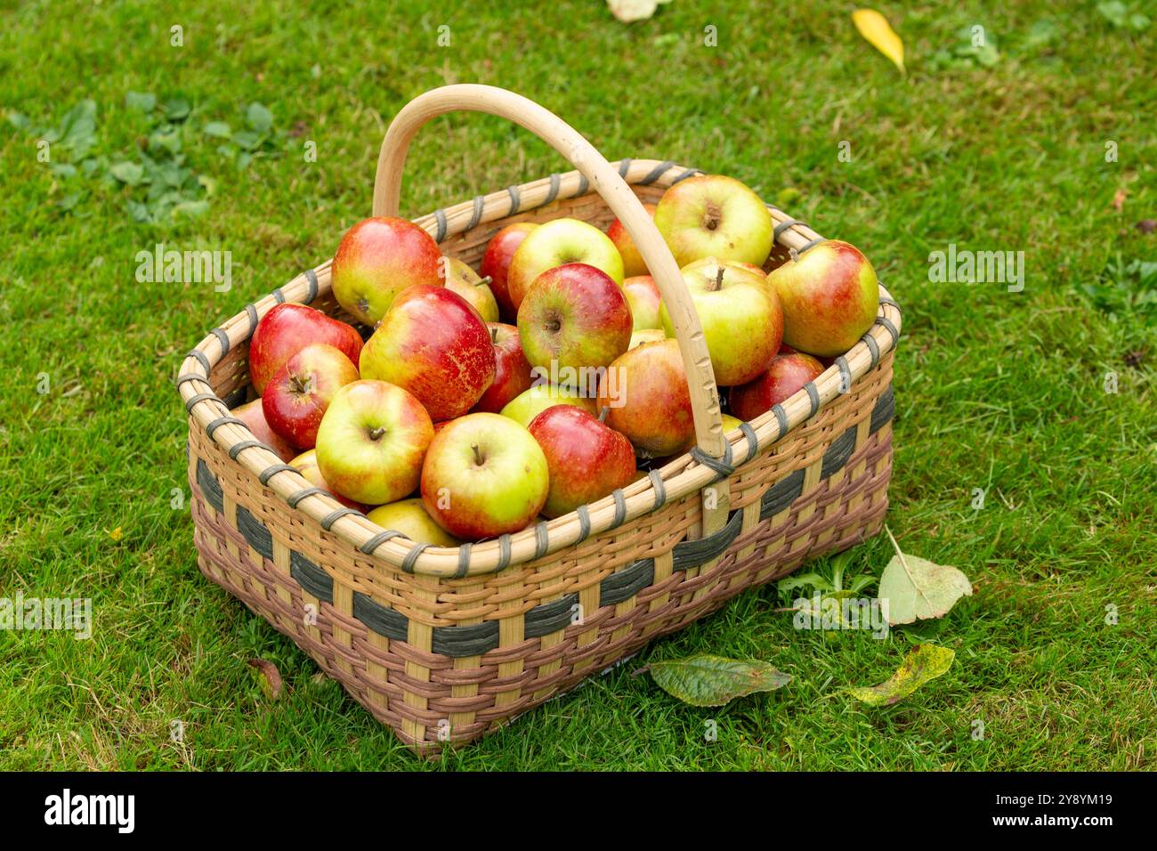 Pommes fraîchement récoltées dans un panier de saule Banque D'Images