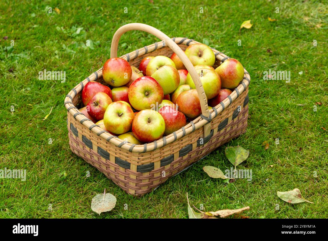 Pommes fraîchement récoltées dans un panier de saule Banque D'Images