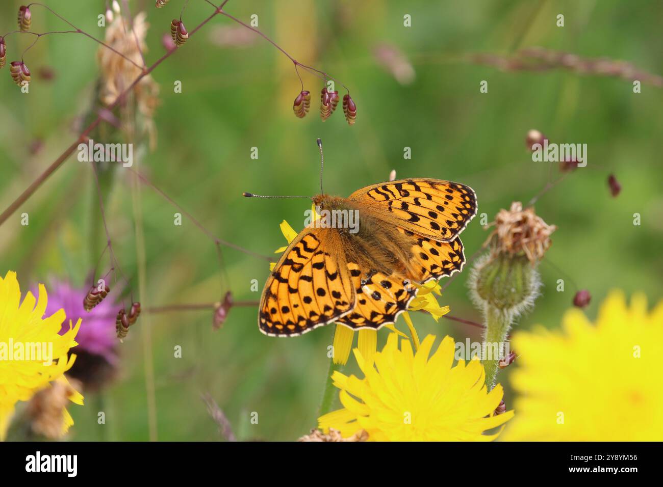 Mâle fritillaire vert foncé - Speyeria aglaja Banque D'Images