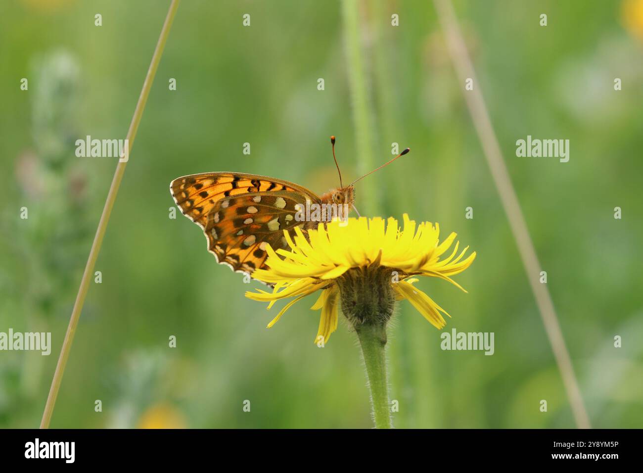 Mâle fritillaire vert foncé - Speyeria aglaja Banque D'Images