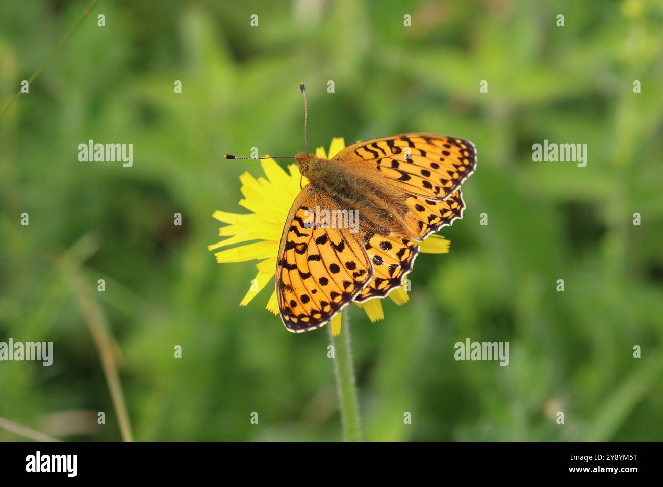 Mâle fritillaire vert foncé - Speyeria aglaja Banque D'Images