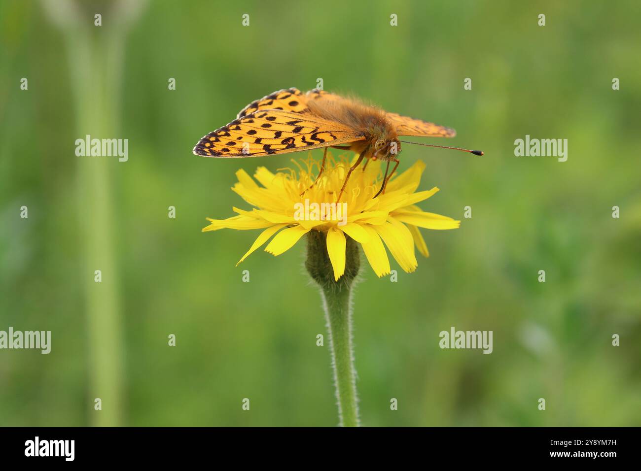 Mâle fritillaire vert foncé - Speyeria aglaja Banque D'Images
