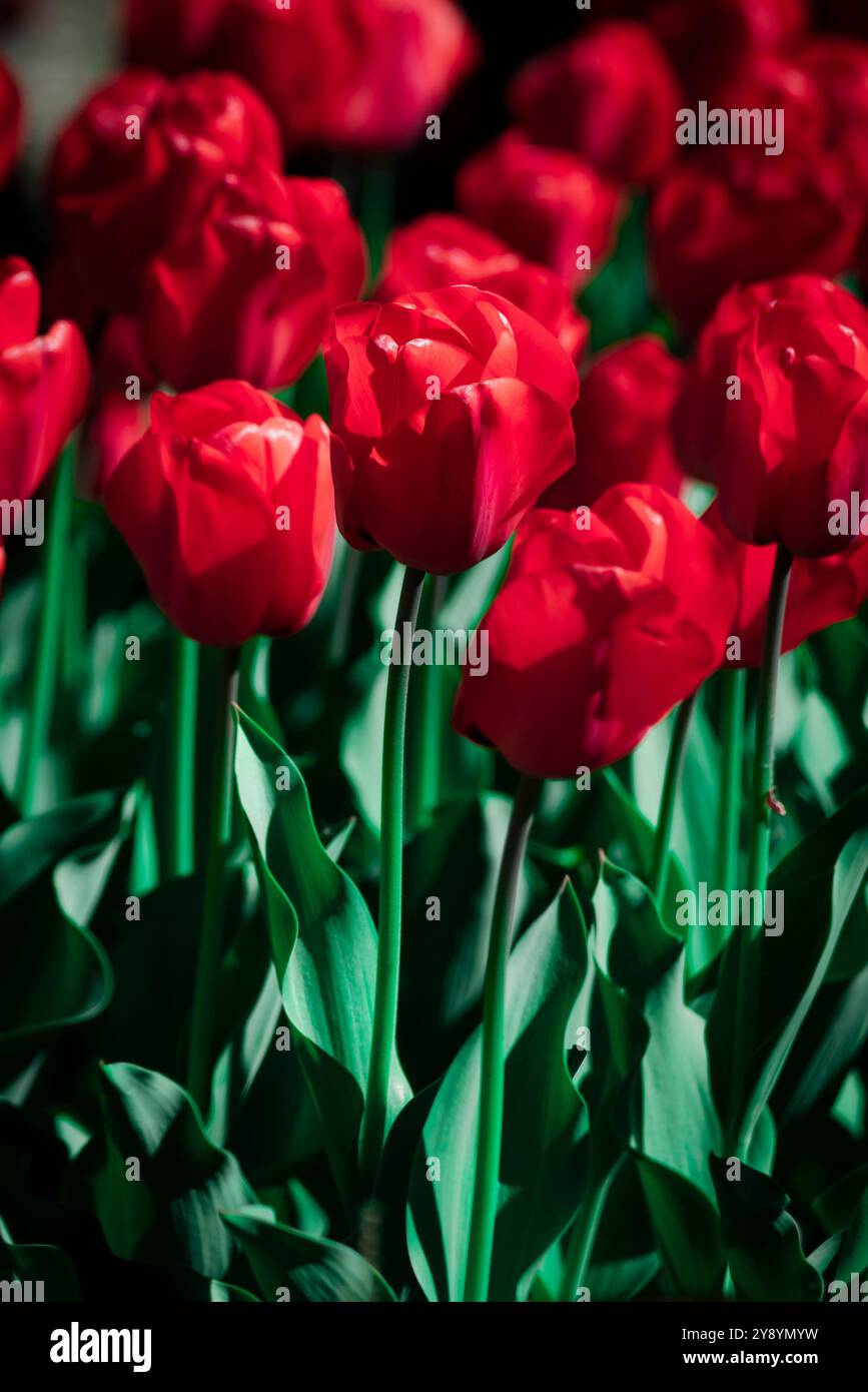 Champs de tulipes rouges dans les jardins de Villa Taranto au lac majeur, Italie Banque D'Images