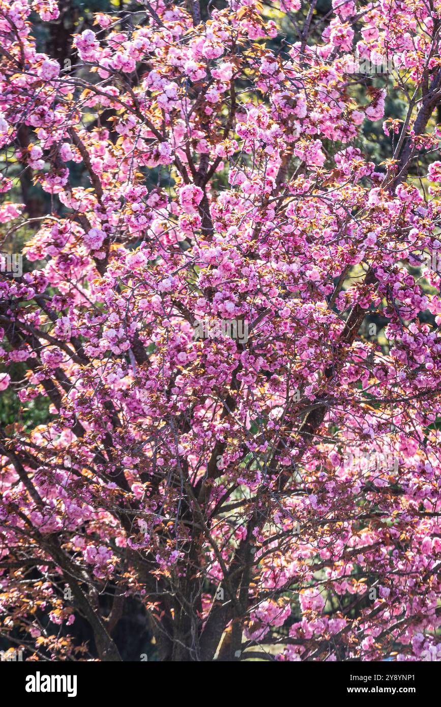 La cerise japonaise, ou Prunus serrulata kanzan, fleurit. Banque D'Images