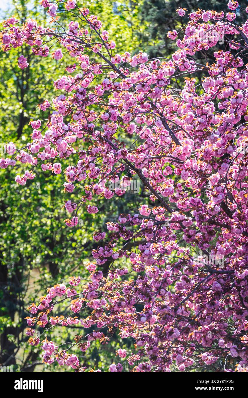 La cerise japonaise, ou Prunus serrulata kanzan, fleurit. Banque D'Images