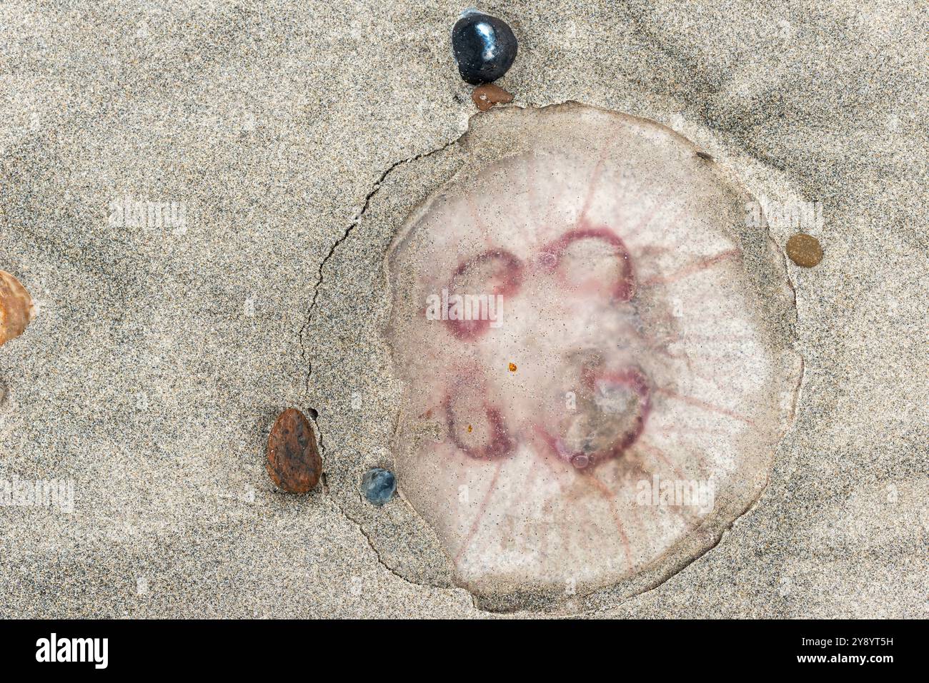 Méduse sur la plage de Helgoland Dune, île de haute mer Heligoland, mer du Nord, Schleswig-Holstein, district Pinneberg, Allemagne du Nord Banque D'Images