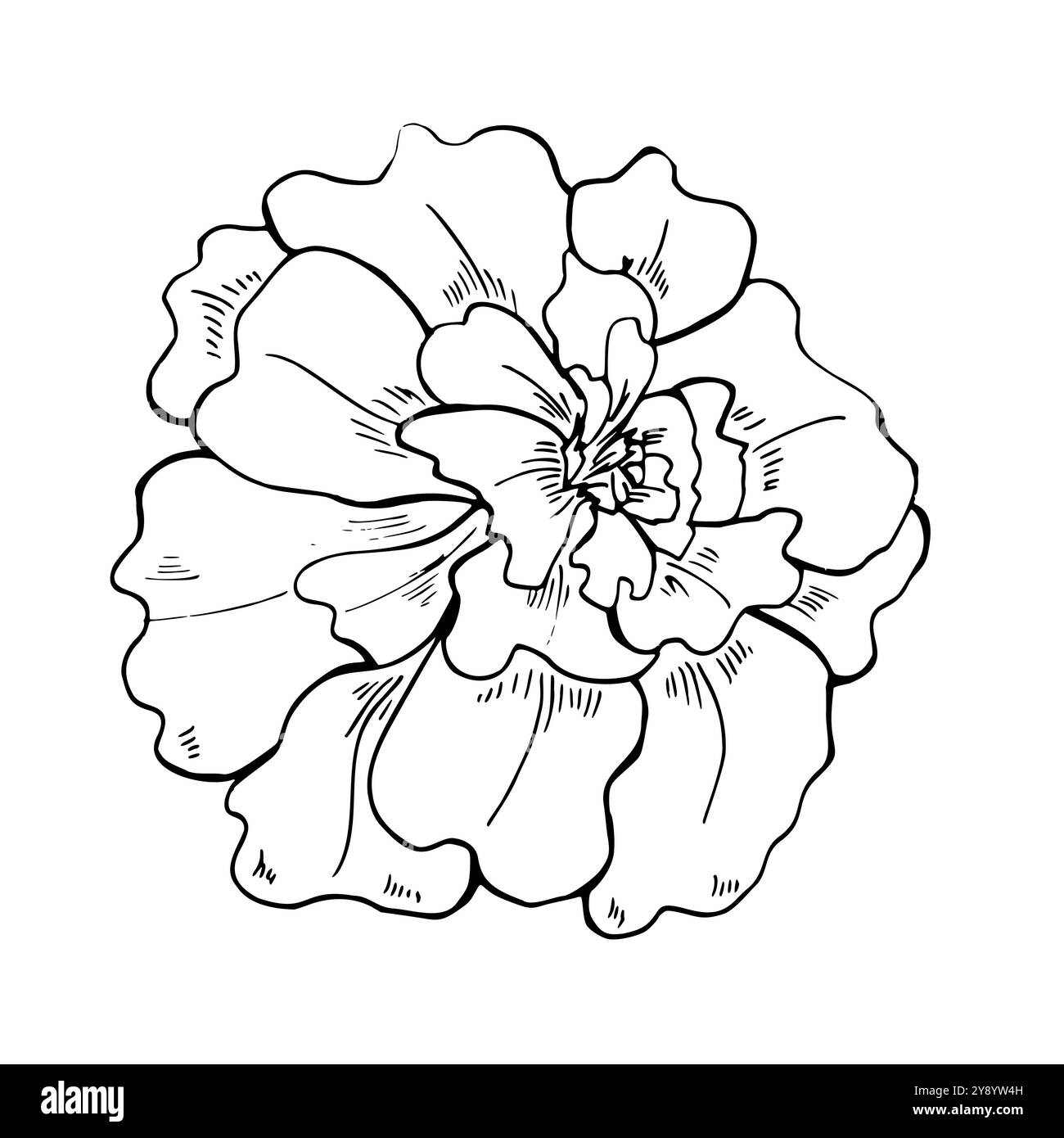 Illustration vectorielle monochrome de tête de fleur de souci dessinée à la main. Floraison automnale tagetes Plant Line art dessin à l'encre noire. Elément floral Illustration de Vecteur