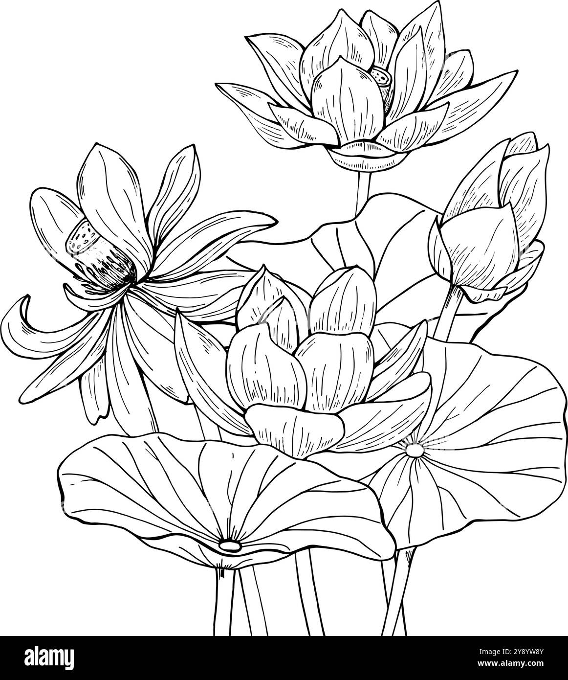 Fleurs de lotus en fleurs monochromes illustration vectorielle dessinée à la main peinte par des encres noires. Nénuphars transparents parmi les feuilles dessin de gravure. Illustration de Vecteur