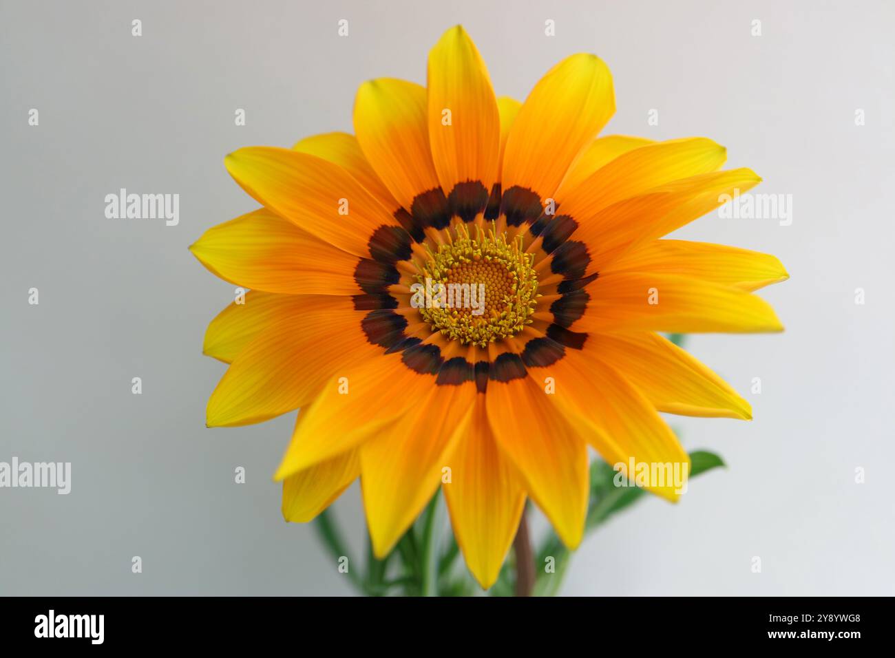 Gazania avec des pétales jaunes, oranges et bruns, Gazania coloré avec des étamines jaunes et des feuilles vertes, tête de fleur macro, fleur en fleurs, beauté Banque D'Images