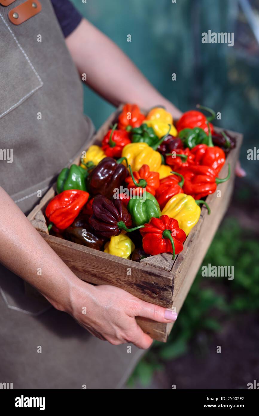 Poivrons habanero multicolores mûrs (capsicum chinense) dans un bol en bois sur une table rustique. Les poivrons mexicains très chauds se rapprochent Banque D'Images