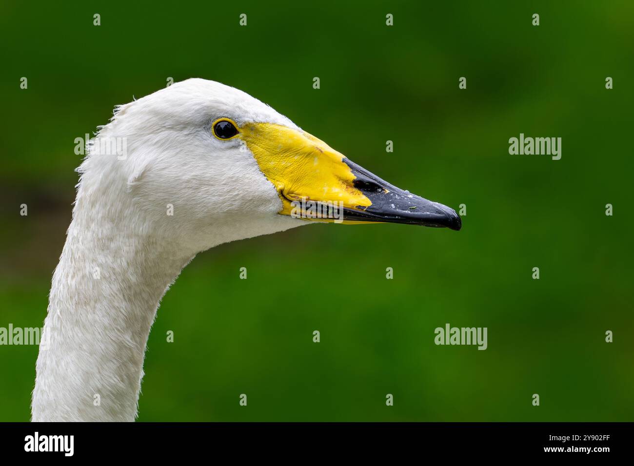Cygne blanc / cygne commun (Cygnus cygnus), gros plan de la tête Banque D'Images