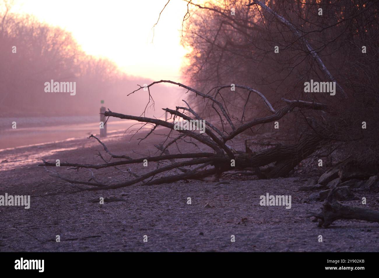 Arbre tombé à côté d'un canal drainé pour l'hiver sous Pink Skies of Sunrise Banque D'Images
