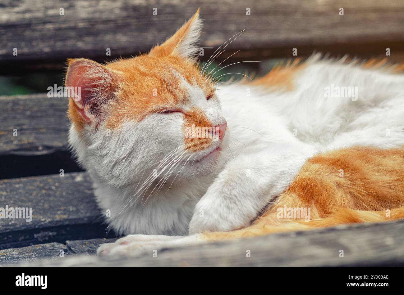 Chat de rue rousse endormi se trouve sur un banc en bois. Le problème de la prise en charge des animaux sans abri. Banque D'Images