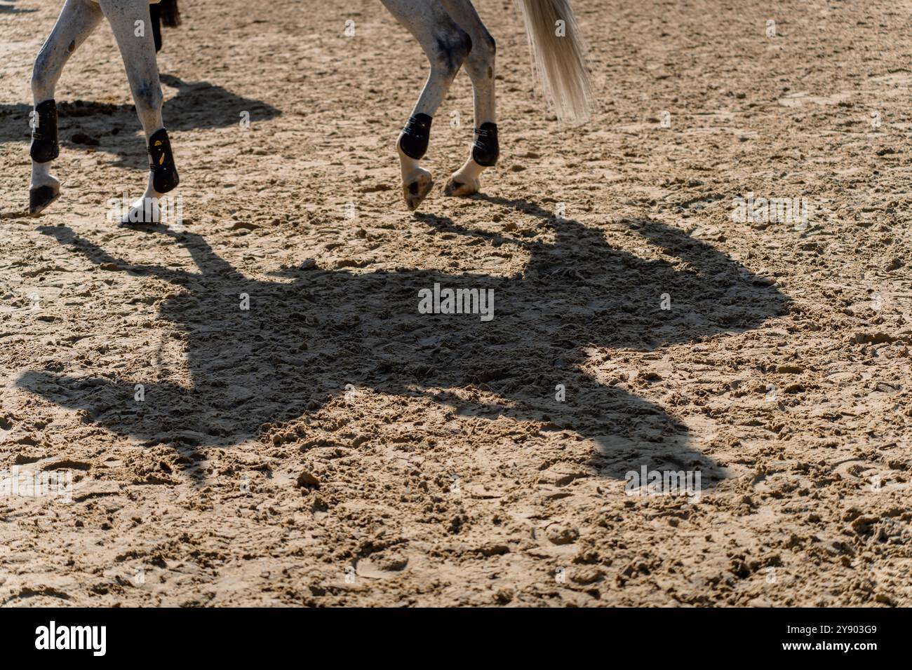 Belle ombre et silhouette d'un cheval de compétition de saut d'obstacles gris dans l'arène Banque D'Images