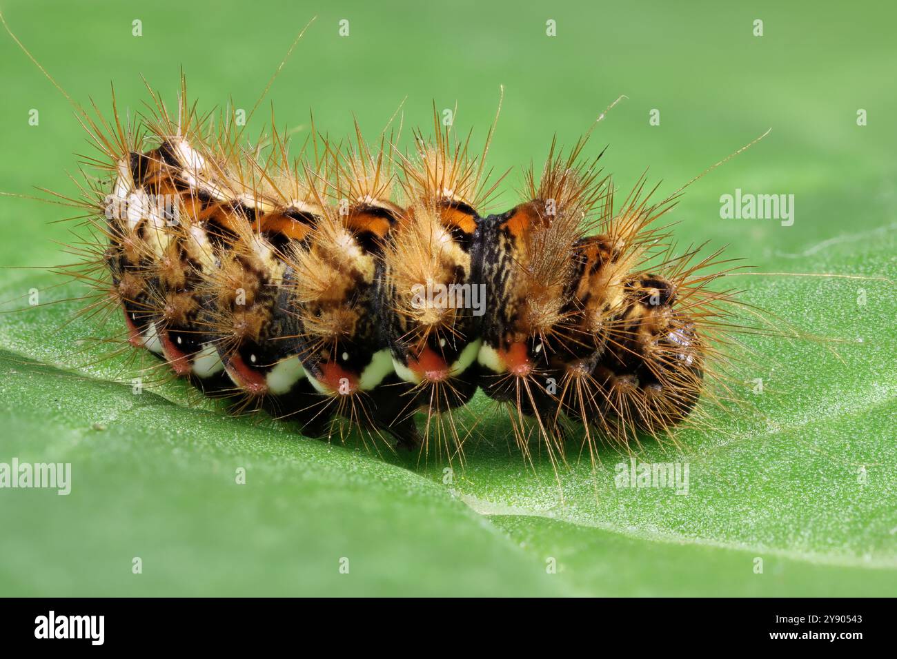 chenille d'herbe nouée (Acronicta rumicis) sur feuille de rhubarbe dans le jardin Banque D'Images