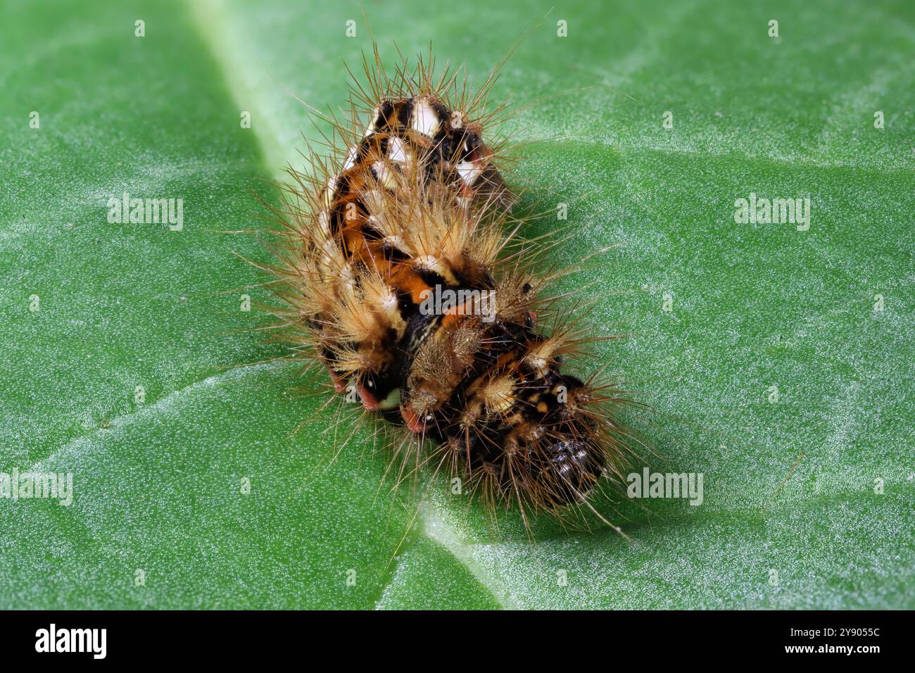 chenille d'herbe nouée (Acronicta rumicis) sur feuille de rhubarbe dans le jardin Banque D'Images