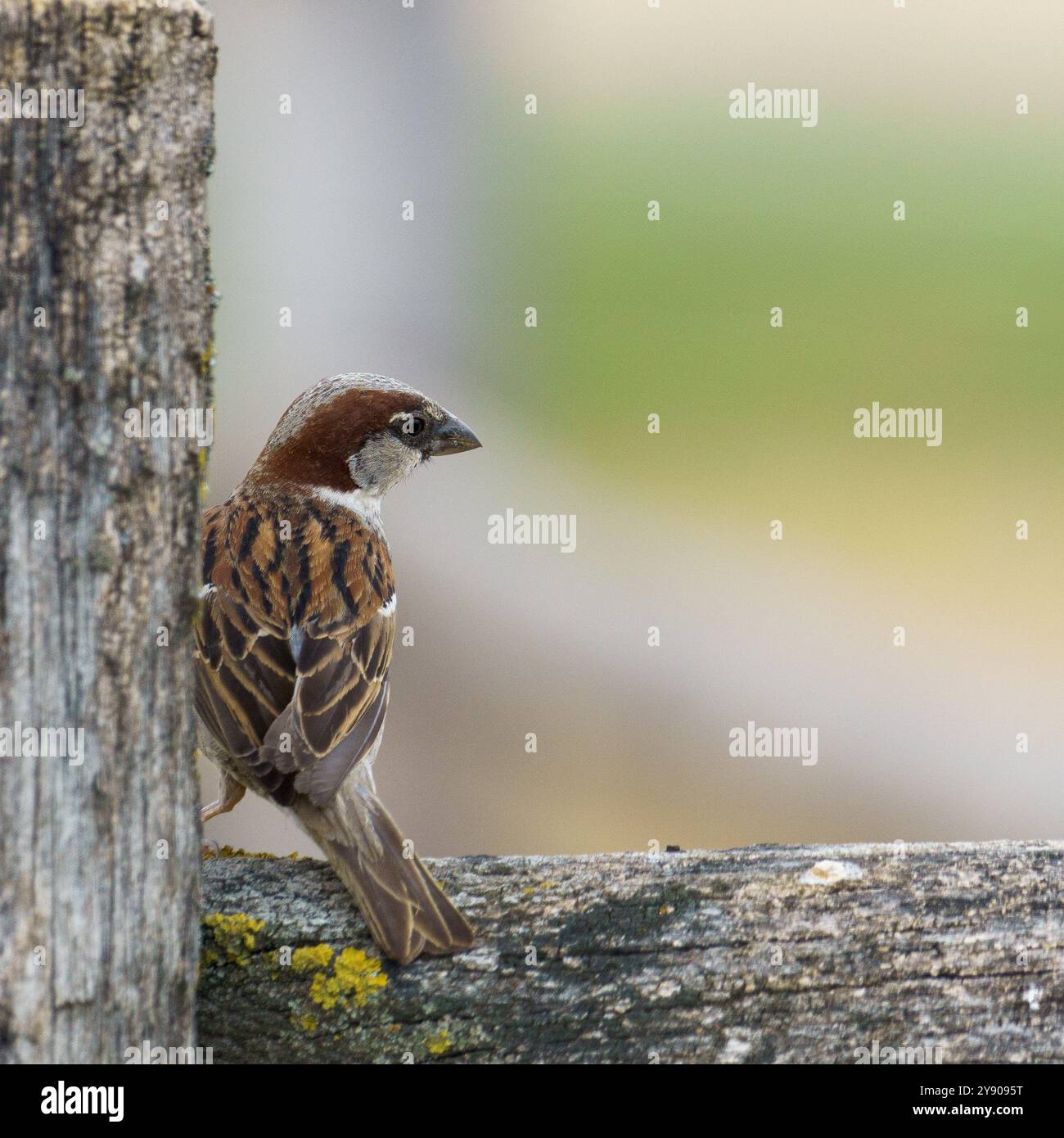 Moineau d'arbre eurasien (passer montanus) assis sur une clôture Banque D'Images