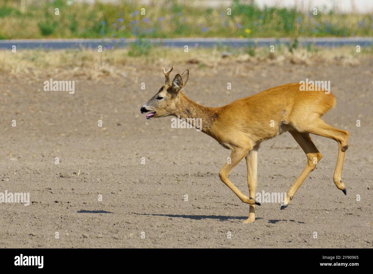 Concept shot sur la faune et le danger en milieu urbain : un chevreuil paniquant courant dans la direction d'une route Banque D'Images