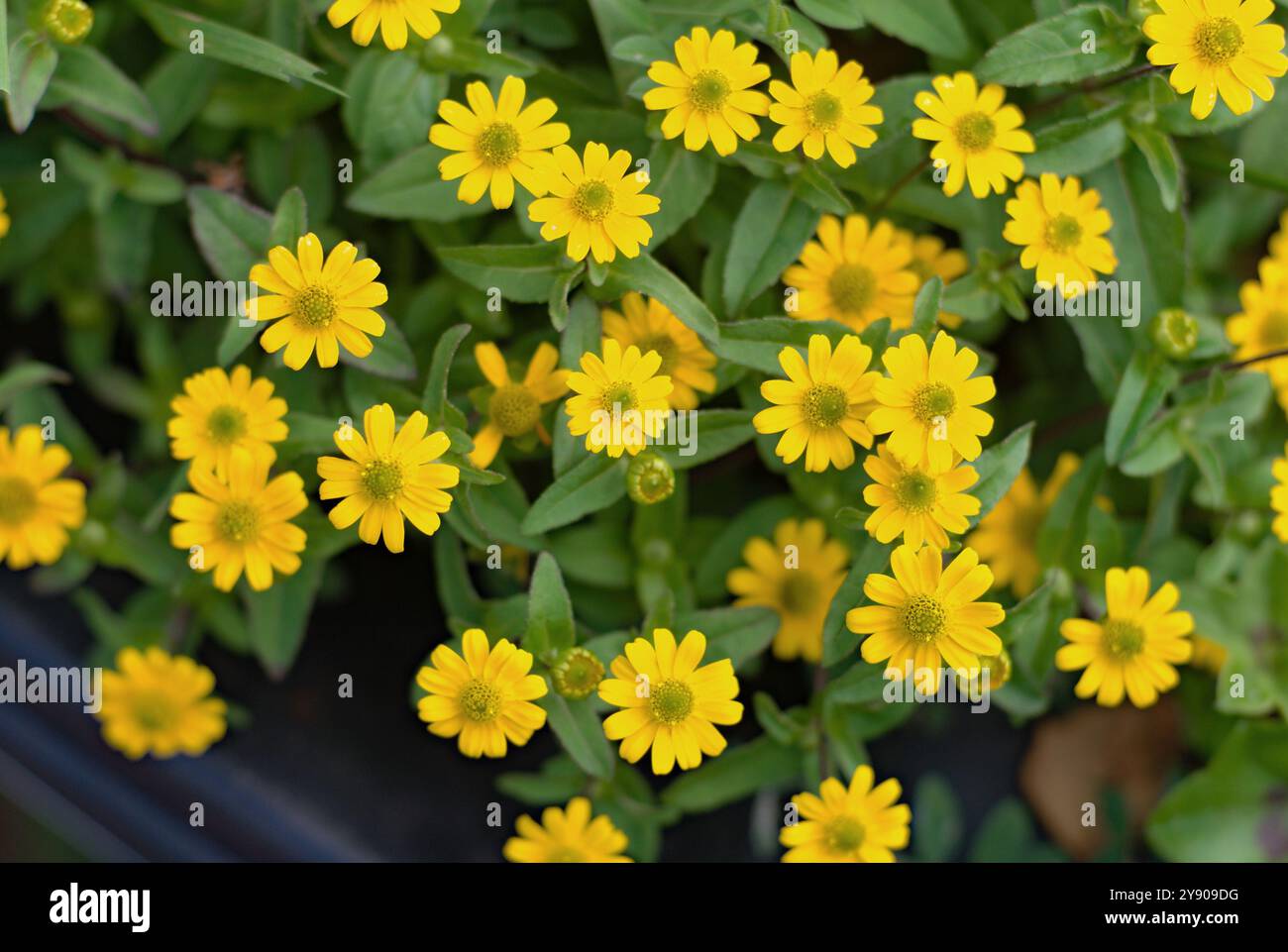 Helianthus 'Lemon Queen' poussant dans un planteur sur la gare de Chelford. Banque D'Images Helianthus 'Lemon Queen' poussant dans un planteur sur la gare de Chelford. Banque D'Images