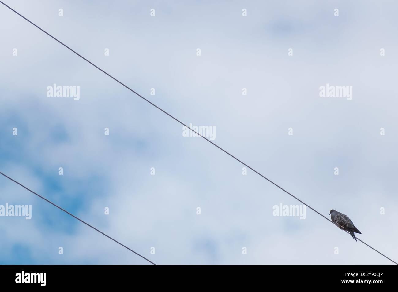 Un pigeon perché sur un câble électrique par une journée ensoleillée avec des nuages et un ciel bleu Banque D'Images Un pigeon perché sur un câble électrique par une journée ensoleillée avec des nuages et un ciel bleu Banque D'Images