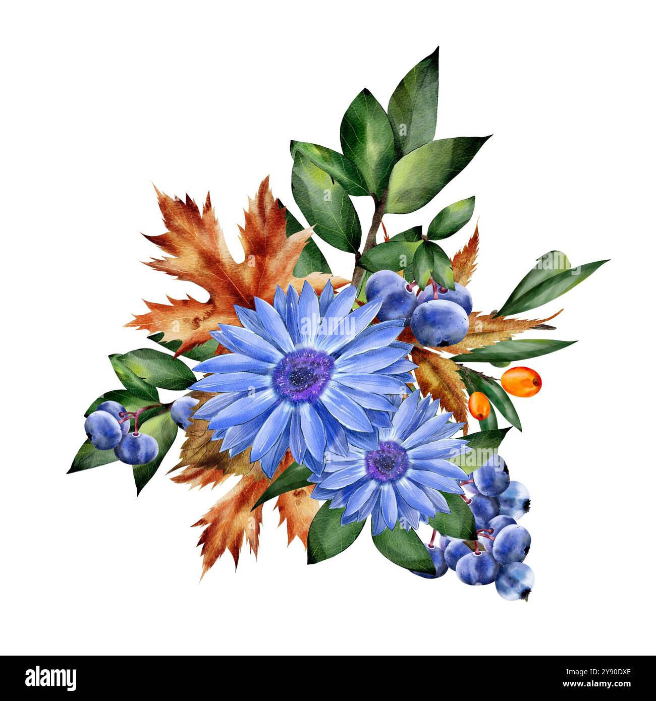 Illustration d'automne florale à l'aquarelle de chrysanthème bleu, de camomille, de myrtille et de brindilles vertes sur un fond isolé. Composition carrée Banque D'Images