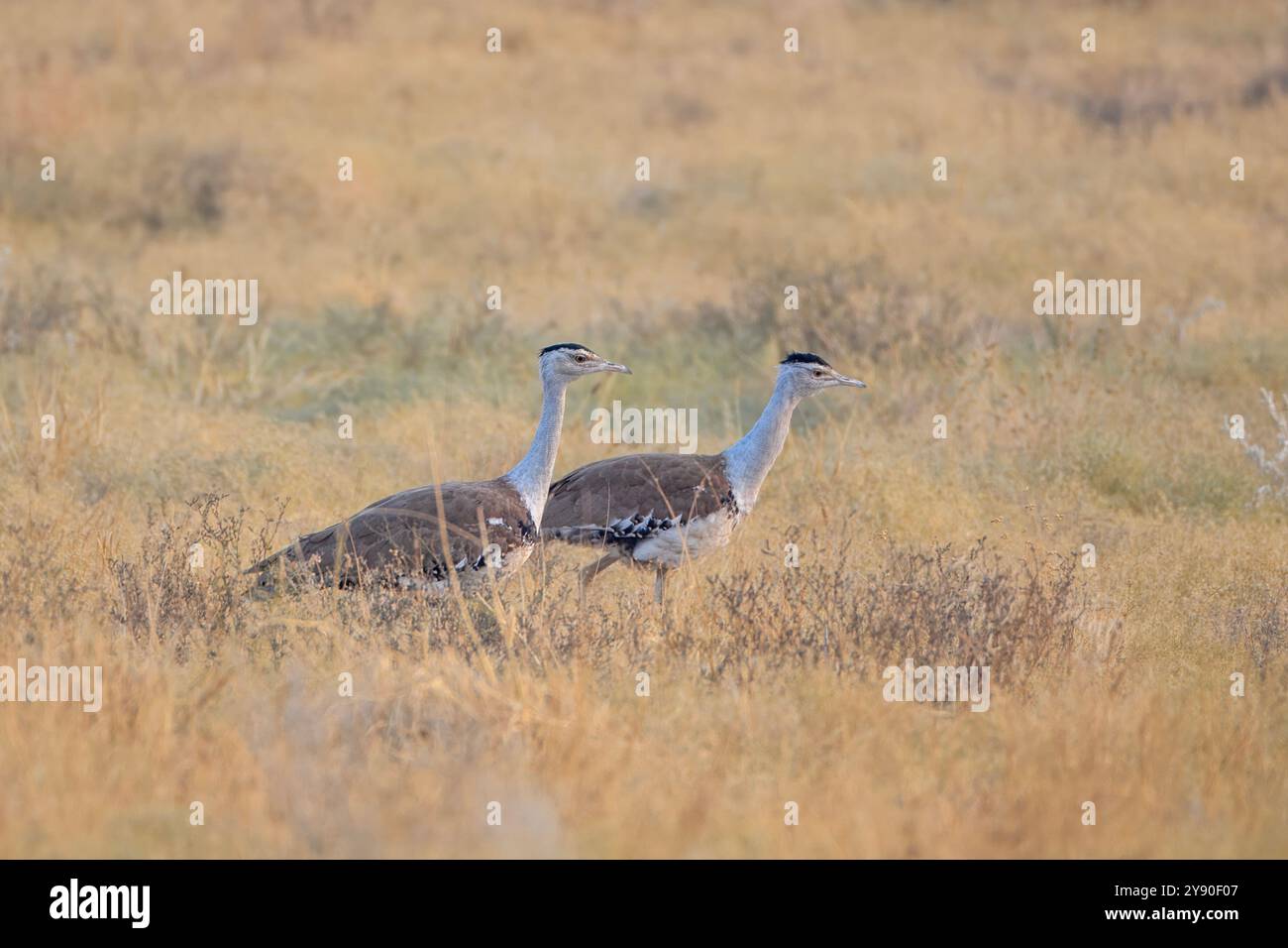 Grande outarde indienne (Ardeotis nigriceps) ou outarde indienne, parmi les plus lourds des oiseaux volants, dans le parc national du désert au Rajasthan, en Inde Banque D'Images