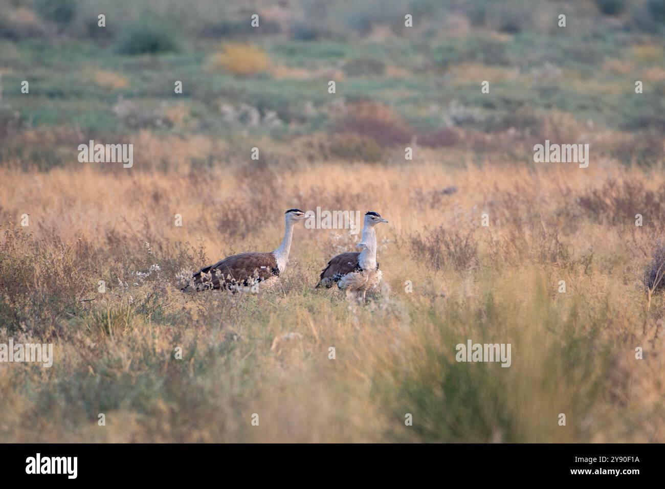 Grande outarde indienne (Ardeotis nigriceps) ou outarde indienne, parmi les plus lourds des oiseaux volants, dans le parc national du désert au Rajasthan, en Inde Banque D'Images