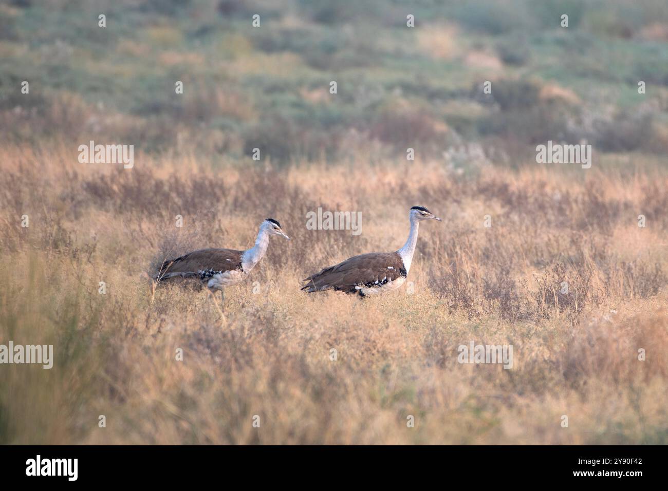 Grande outarde indienne (Ardeotis nigriceps) ou outarde indienne, parmi les plus lourds des oiseaux volants, dans le parc national du désert au Rajasthan, en Inde Banque D'Images