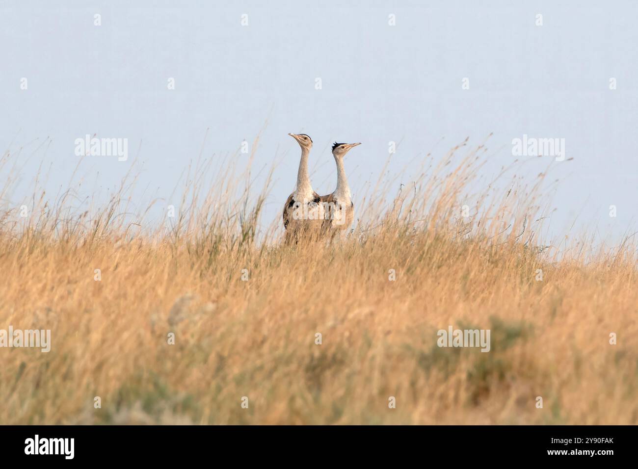 Grande outarde indienne (Ardeotis nigriceps) ou outarde indienne, parmi les plus lourds des oiseaux volants, dans le parc national du désert au Rajasthan, en Inde Banque D'Images