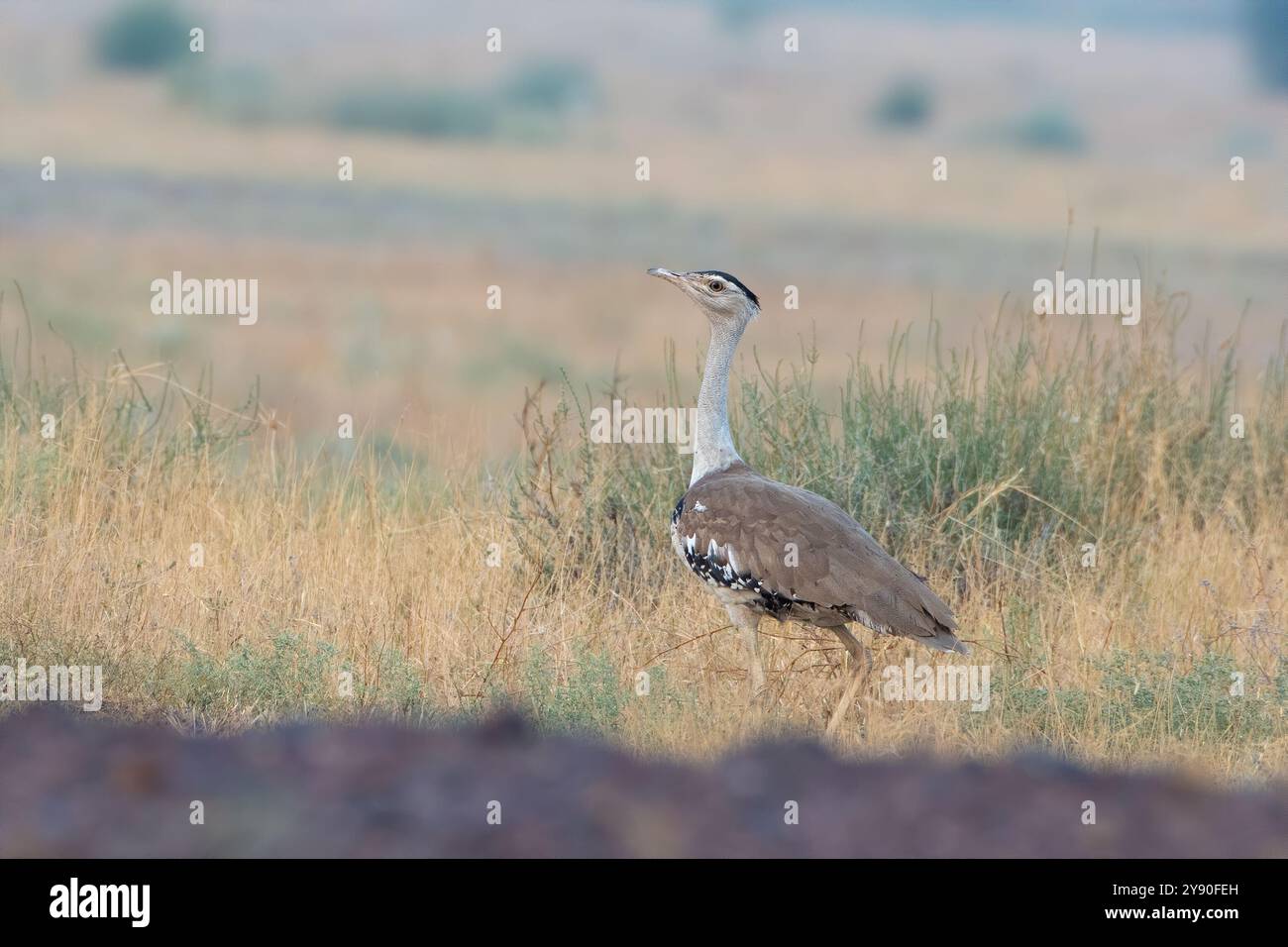 Grande outarde indienne (Ardeotis nigriceps) ou outarde indienne, parmi les plus lourds des oiseaux volants, dans le parc national du désert au Rajasthan, en Inde Banque D'Images