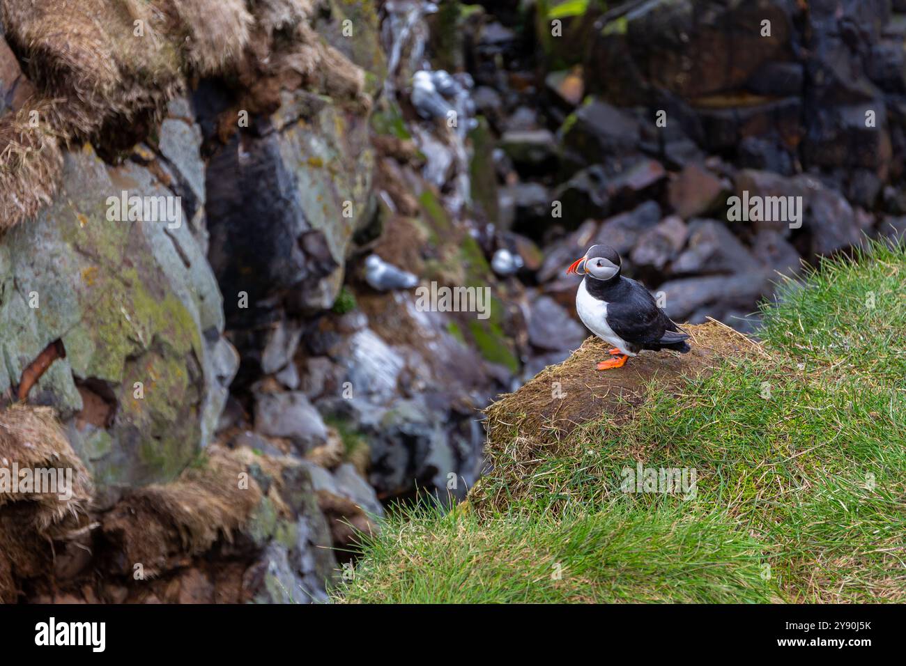 Macareux (Fratercula arctica, macareux commun) debout sur le bord de la falaise rocheuse et herbeuse de la marina de Hafnarholmi à Borgarfjordur Eystri, Islande Banque D'Images