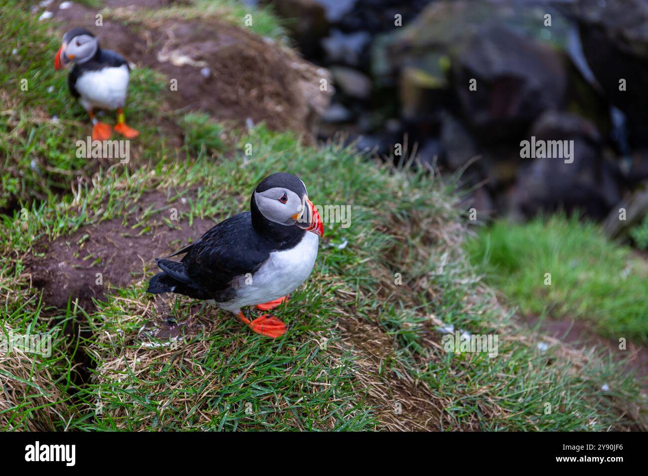 Macareux de l'Atlantique (Fratercula arctica, macareux commun) nichant sur les falaises rocheuses et herbeuses de la marina de Hafnarholmi à Borgarfjordur Eystri, Islande. Banque D'Images