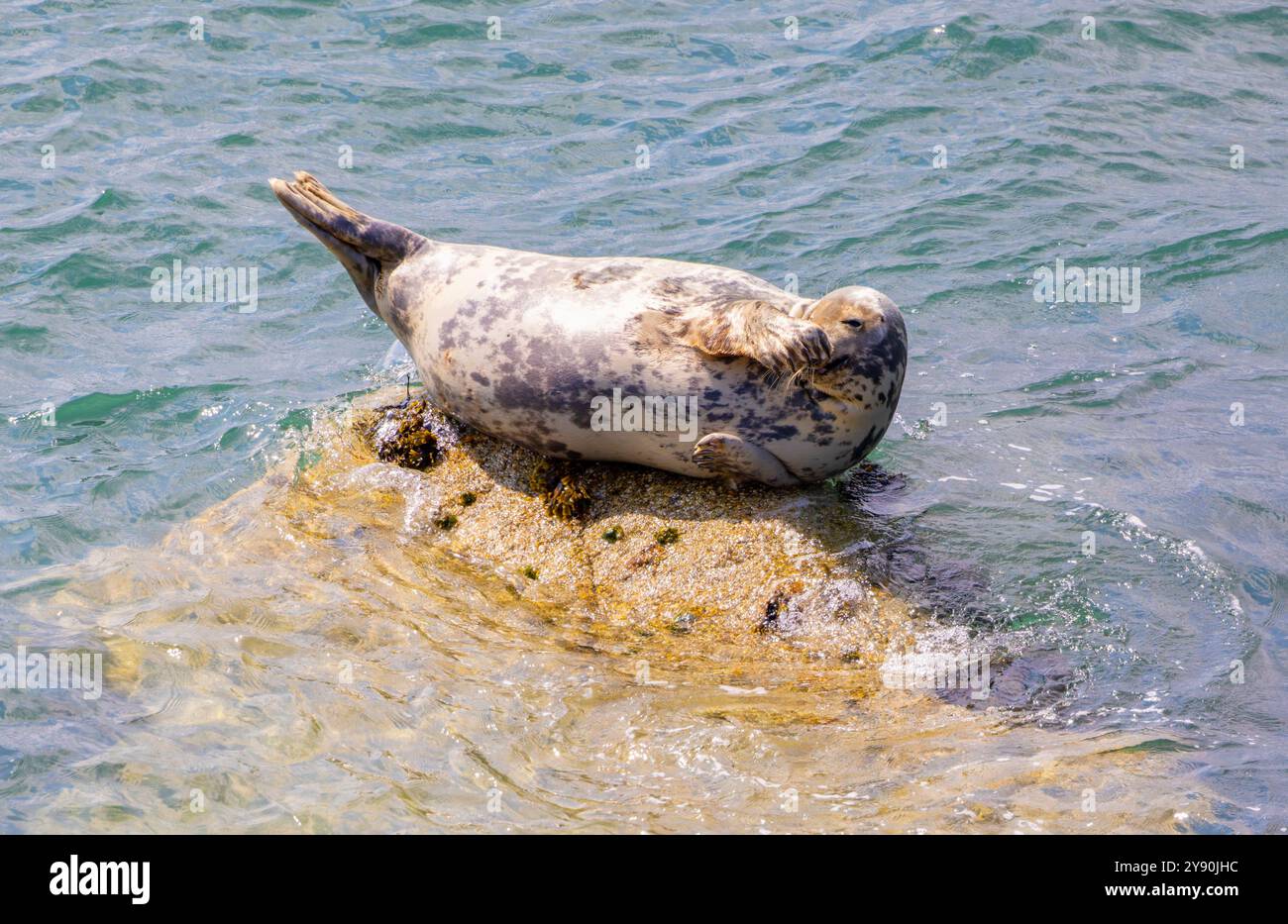 Phoque gris 'Halichoerus grypus' traîné sur la roche au-dessus de l'eau de mer. Mammifère semble rire de blague drôle et palpation de visage. Série de quatre images Banque D'Images