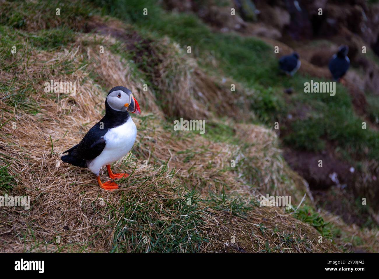 Macareux de l'Atlantique (Fratercula arctica, macareux commun) debout sur les falaises rocheuses et herbeuses de la marina de Hafnarholmi à Borgarfjordur Eystri, Islande. Banque D'Images