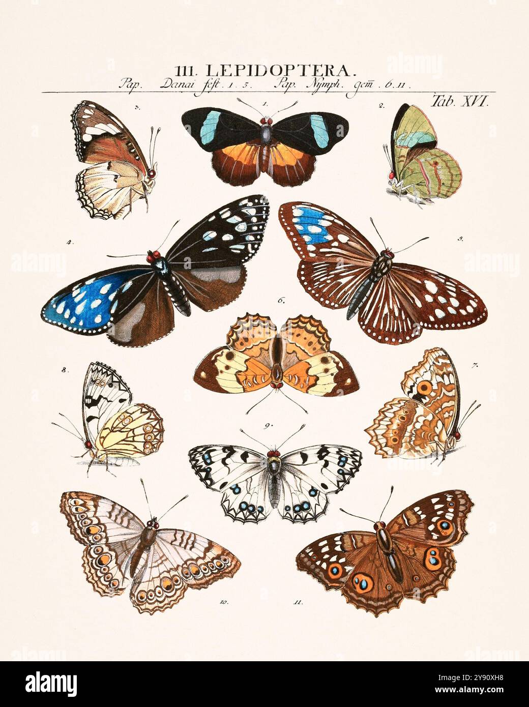 Illustration d'insecte vintage. Un dessin entomologique tiré d'un livre ancien publié en 1789. Banque D'Images