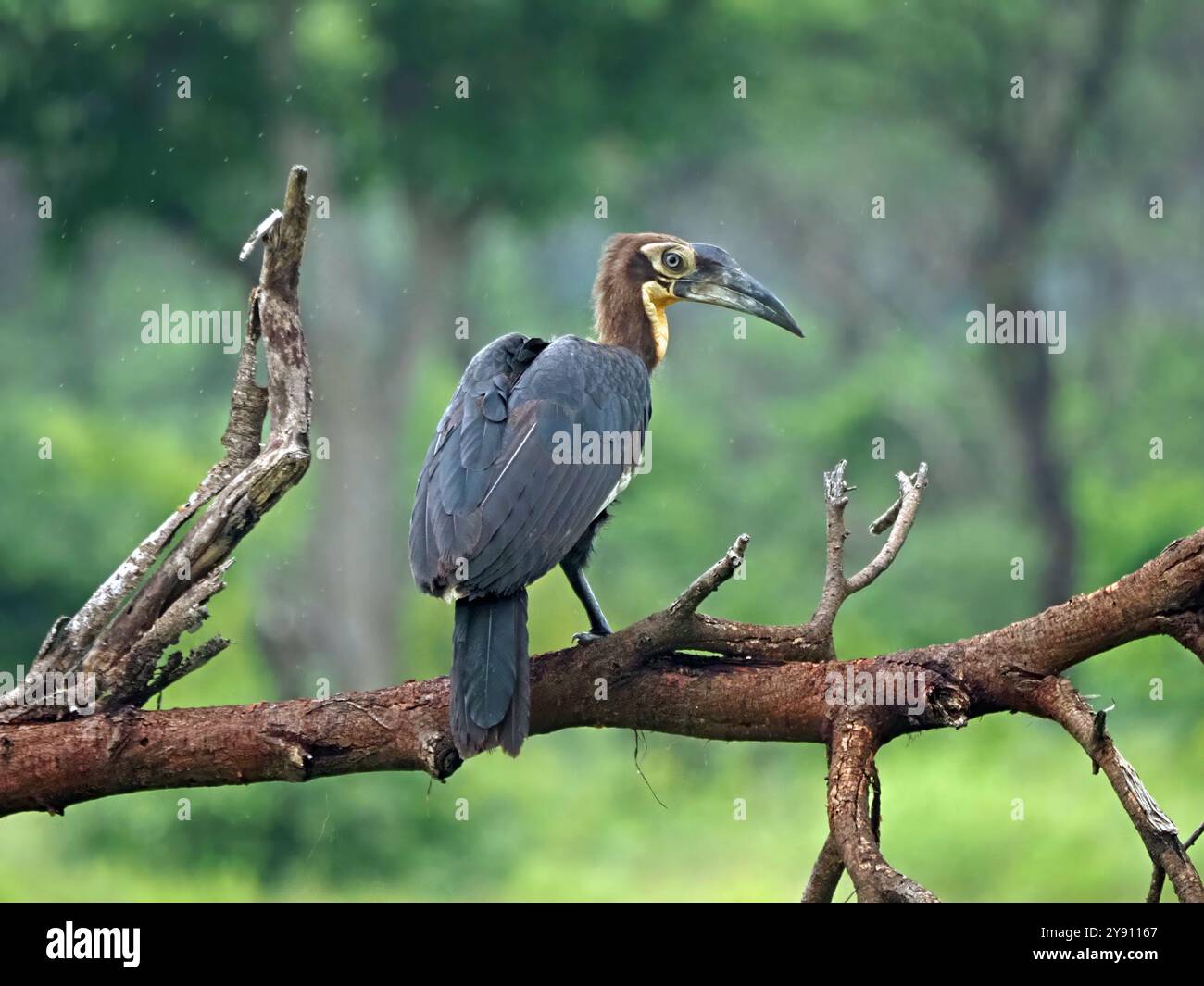 Adulte Southern Ground Hornbill (Bucorvus leadbeateri ; anciennement Bucorvus cafer) se préparant sur une branche basse dans le parc national de Ruaha, Tanzanie Banque D'Images