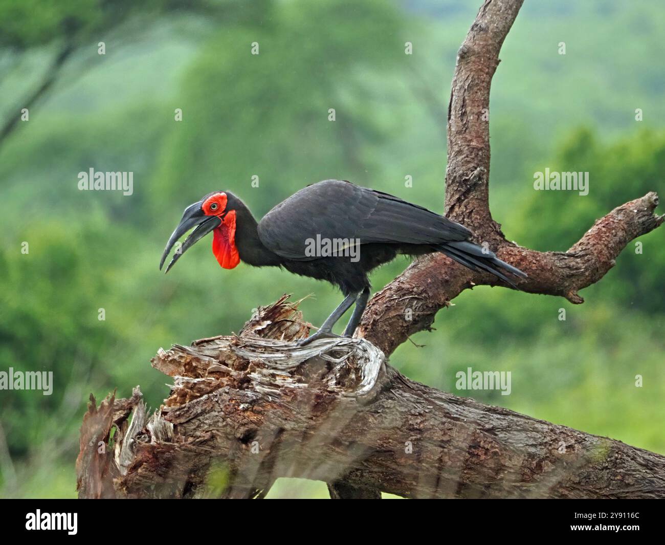 Adulte Southern Ground Hornbill (Bucorvus leadbeateri ; anciennement Bucorvus cafer) se préparant sur une branche basse dans le parc national de Ruaha, Tanzanie Banque D'Images