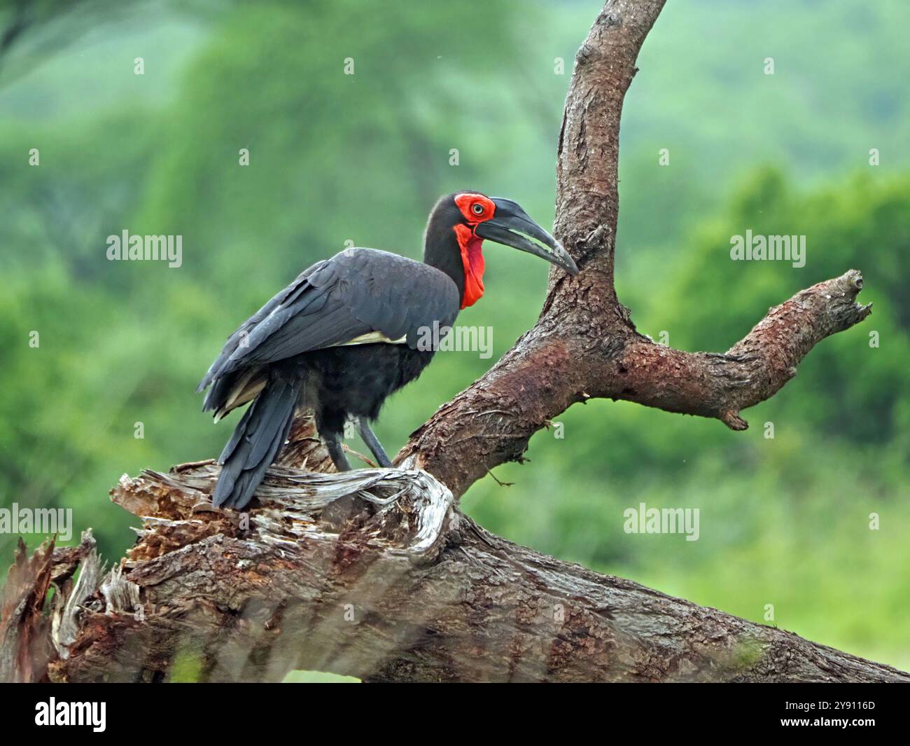 Adulte Southern Ground Hornbill (Bucorvus leadbeateri ; anciennement Bucorvus cafer) se préparant sur une branche basse dans le parc national de Ruaha, Tanzanie Banque D'Images