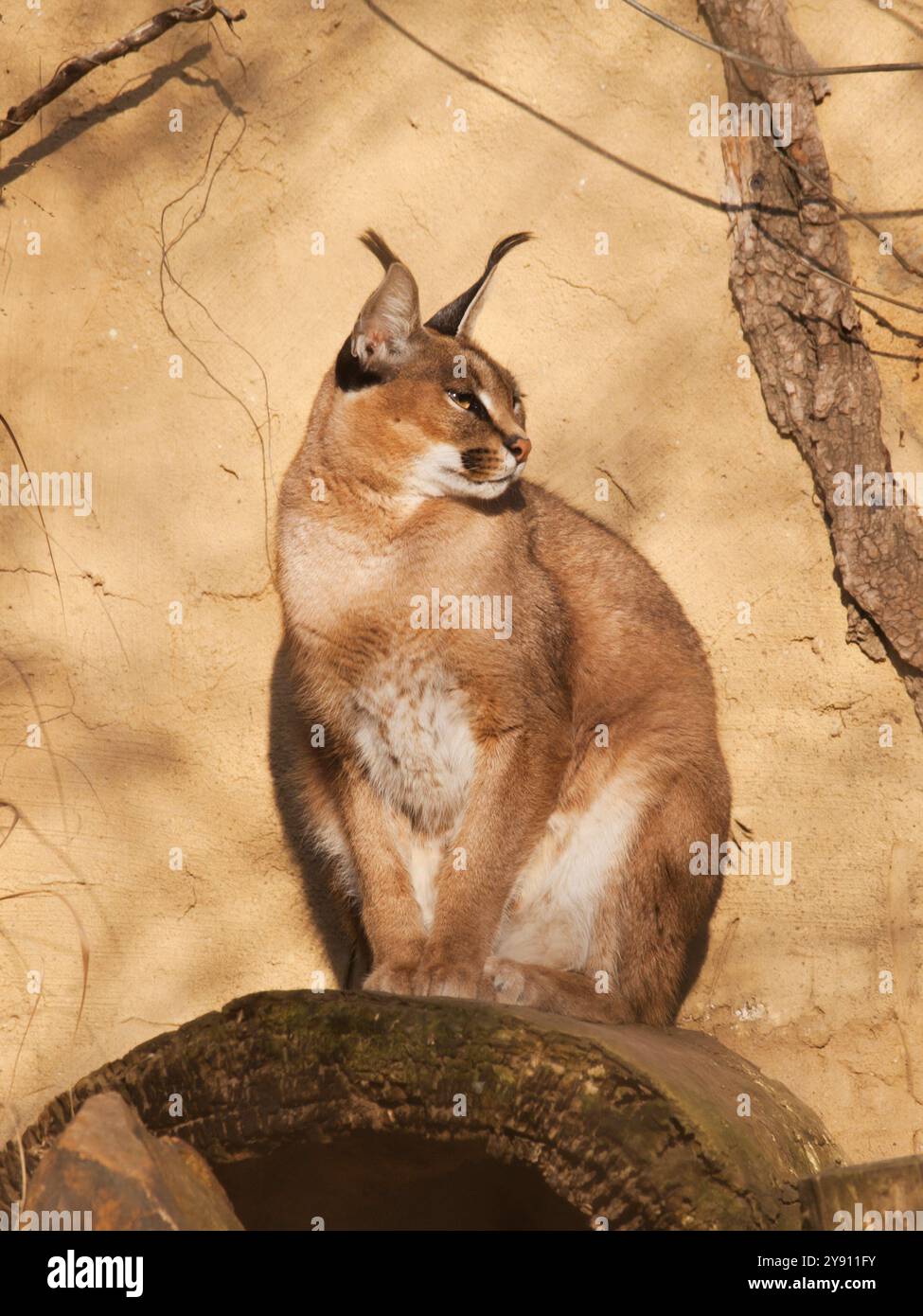 Lynx du désert Rooikat - Caracal caracal - gros chat sauvage d'Afrique Banque D'Images